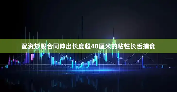 配资炒股合同伸出长度超40厘米的粘性长舌捕食